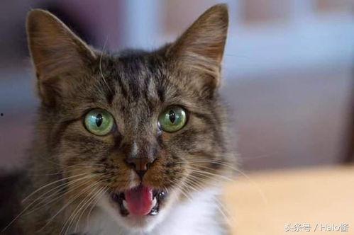 娱乐吃瓜猫金星,娱乐圈的麻辣吃瓜猫，揭秘幕后风云