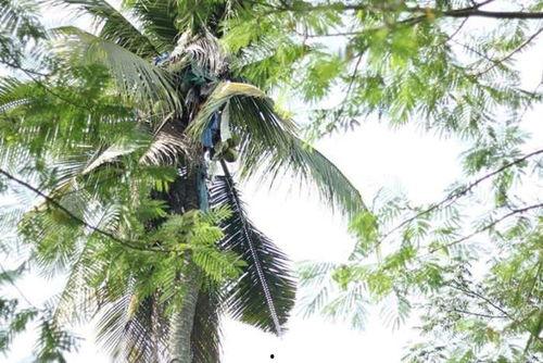 娱乐吃瓜酱椰树,娱乐吃瓜酱椰树，带你领略热带风情