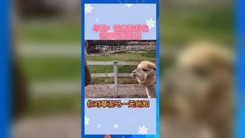 娱乐吃瓜小将,跟随“娱乐吃瓜小将”探寻热点背后的真相
